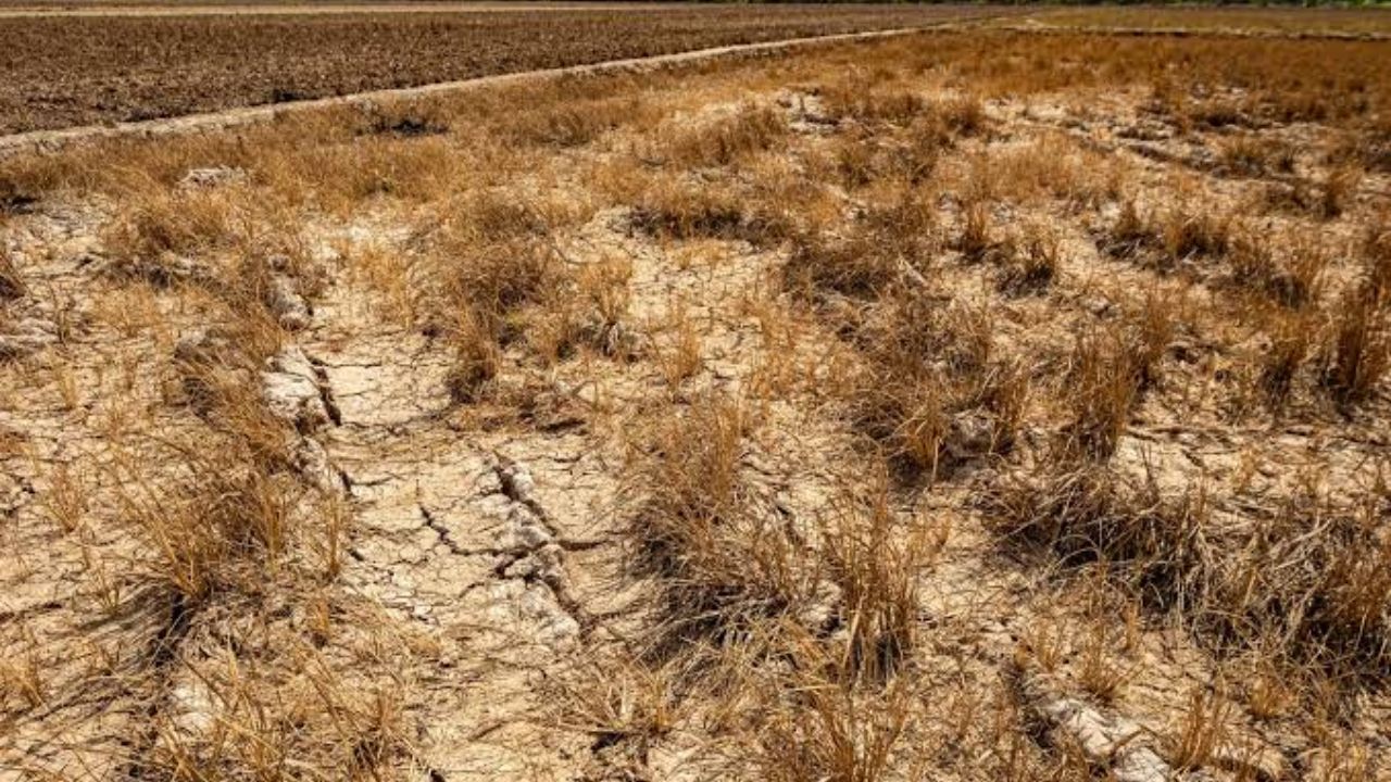 Bhor Rice Crop Damage: भोर तालुक्यात पावसाची प्रदीर्घ ओढ; ‘इंद्रायणी’ भात पिके करपली, ६५ ते ७० टक्के शेती बाधित