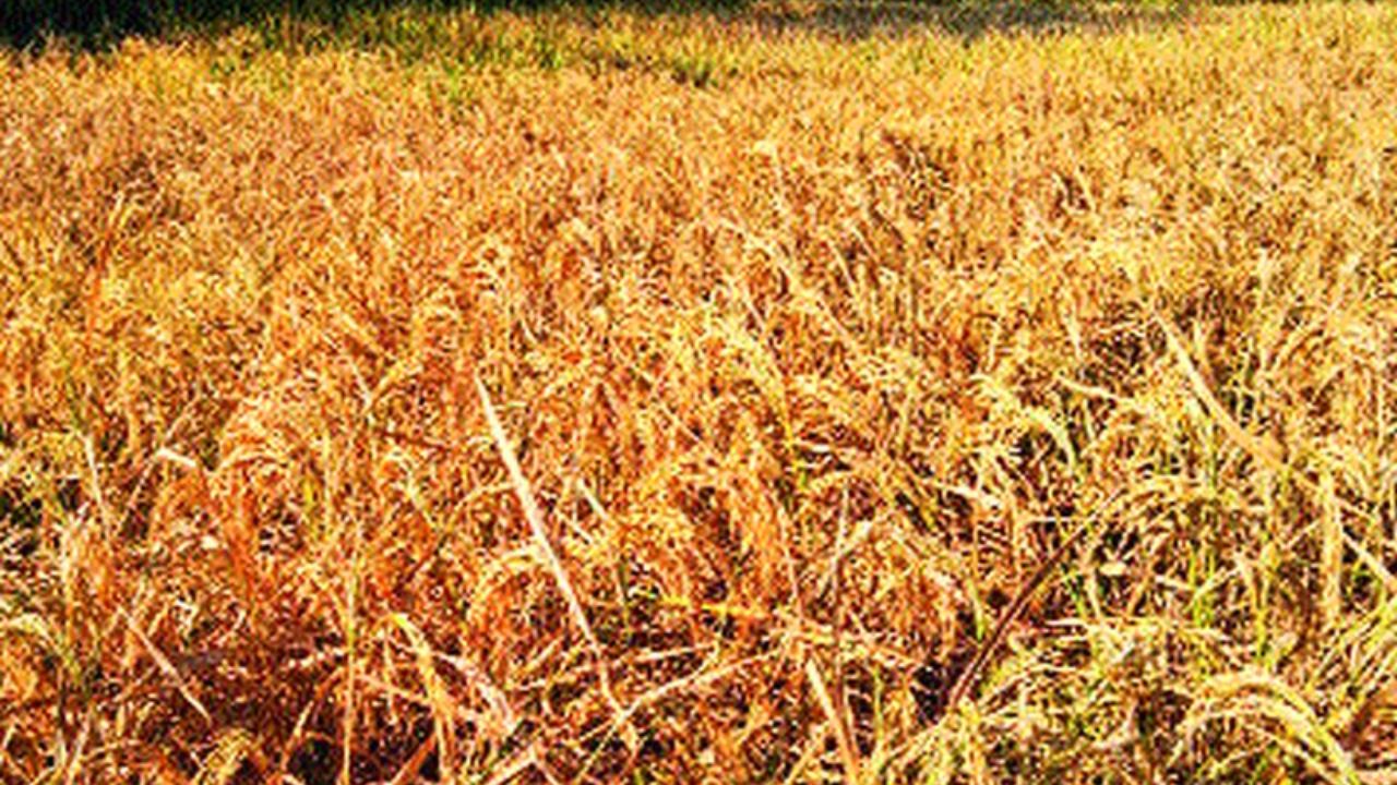 Maval Agricultural News: मावळात बाळा भेगडेंकडून दुष्काळी परिस्थितीची पाहणी