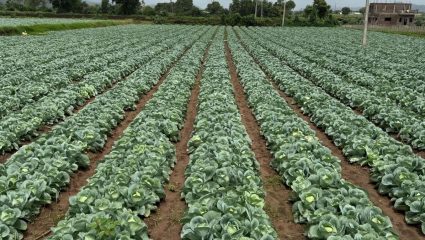 Nashik Farmers Distressed : येवल्यात कोबी उत्पादकांना दुष्काळाची झळ! कोबी कवडीमोल भावाने,शेतकरी व्यथित