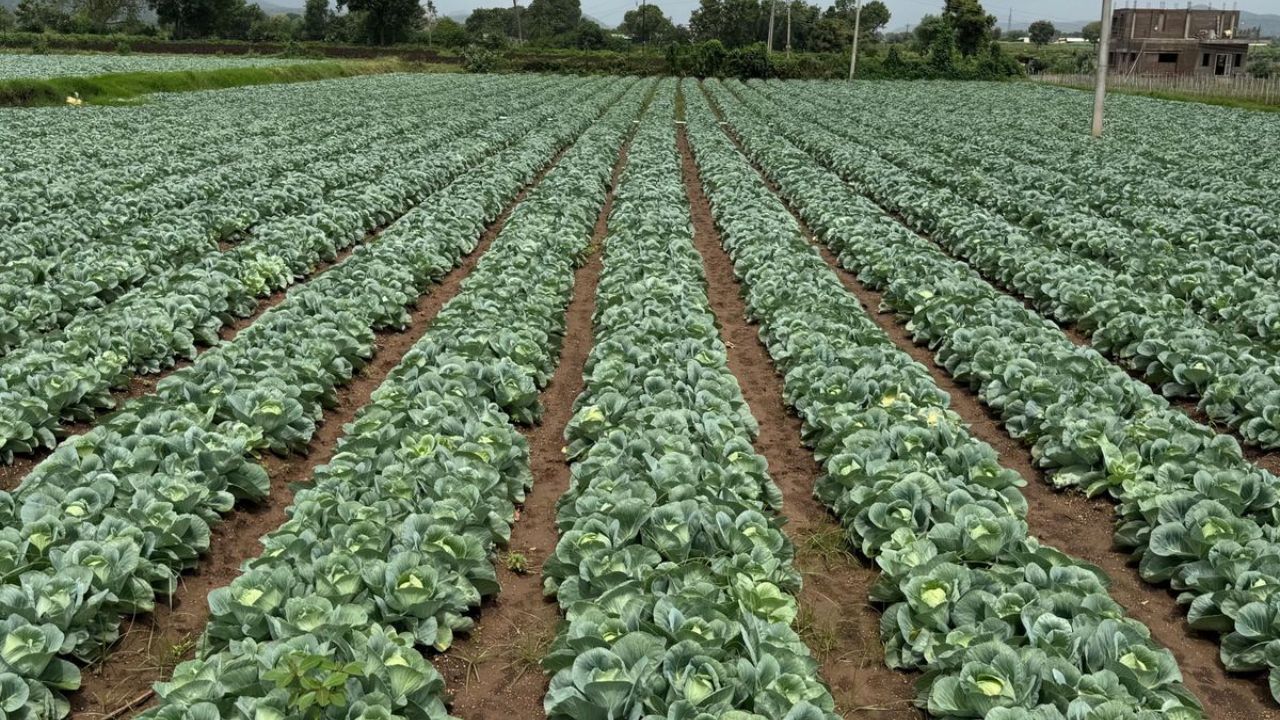 Nashik Farmers Distressed : येवल्यात कोबी उत्पादकांना दुष्काळाची झळ! कोबी कवडीमोल भावाने,शेतकरी व्यथित