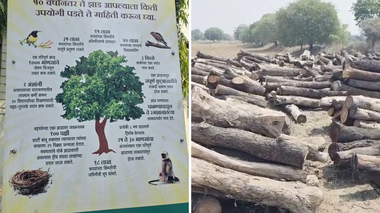 Navrashtra Impact: अहिल्यानगर वनविभागाचा निर्लज्ज कारभार: पोस्टरवर ‘झाड लावा’ चा संदेश, प्रत्यक्षात हजारो झाडांची कत्तल