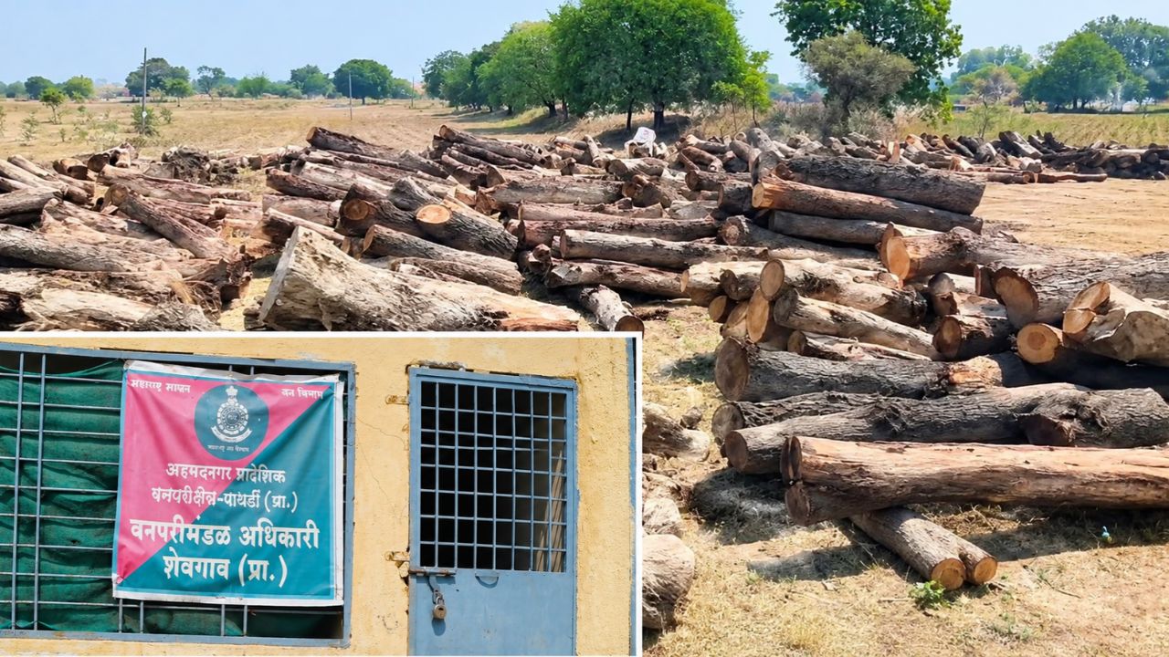 Navrashtra Impact : शेवगावमधील हजारो झाडांच्या कत्तलीप्रकरणी सत्यजित तांबे आक्रमक! मुख्यमंत्र्यांकडे उच्चस्तरीय चौकशीची मागणी