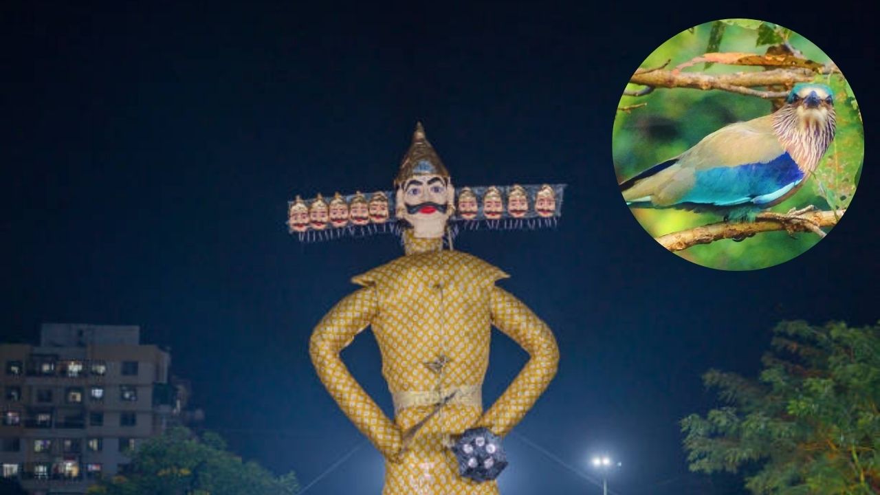 Neelkanth on Dussehra: दसऱ्याच्या दिवशी नीलकंठ पक्षी दिसणे का मानतात शुभ? जाणून घ्या धार्मिक महत्त्व