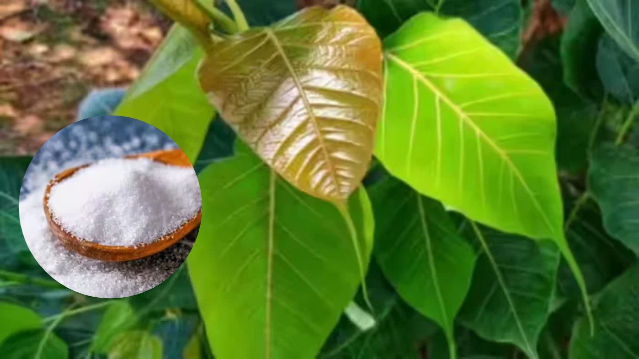 Peepal Tree Removal Tips: भिंतीच्या भेगेत उगवलेला पिंपळ कसा काढाल? मिठाचा उपाय करण्याआधी ‘हे’ जाणून घ्या!