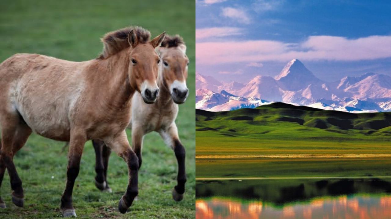 Przewalski Horse : कझाकस्तानमध्ये 200 वर्षांनंतर गवताळ प्रदेशात जन्मला दुर्मिळ घोडा; जागतिक पर्यावरण जगतात आनंद