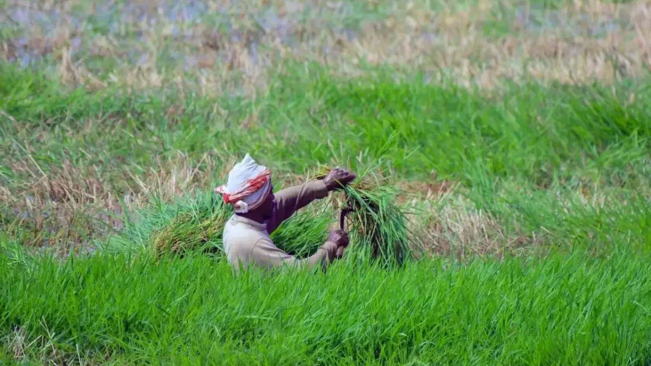 Relief for livestock farmers : दुष्काळात पशुपालकांना दिलासा! वैयक्तिक लाभार्थ्यांना ४ हजार, शेतकरी गटांना २० हजारांचे चारा बियाणे