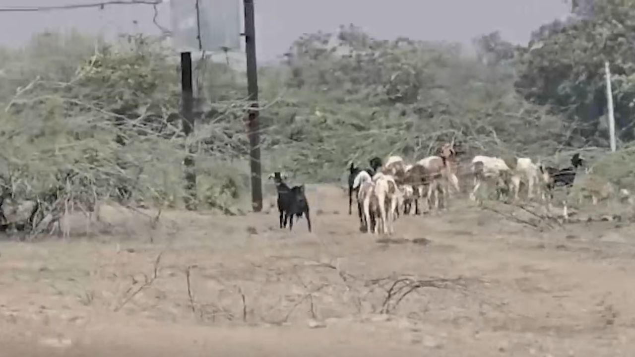 Sangli Drought Declaration : सांगली जिल्ह्यातील सर्व १० तालुक्यांचा अखेर दुष्काळाच्या यादीत समावेश!