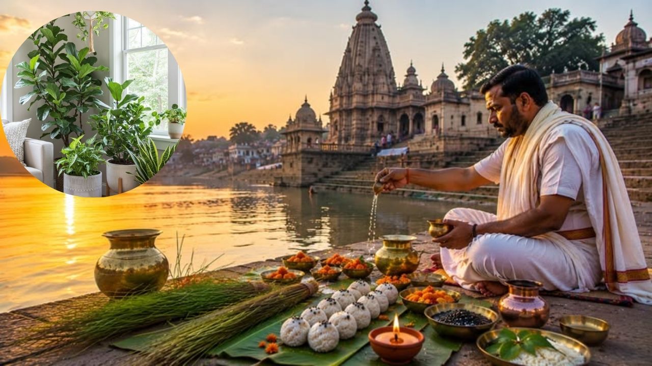 Sarva Pitru Amavasya: पितृदोषापासून मुक्तीसाठी ‘या’५ पैकी एक रोप, पितृदोष होऊ शकते दूर