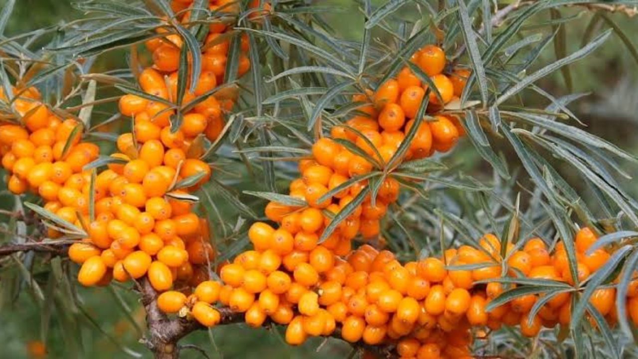 Sea Buckthorn: 28 हजार रुपये प्रति लिटर तेल! लडाखच्या ‘या’ सोन्यासारख्या फळामागे का लागल्यात मोठ्या कंपन्या?