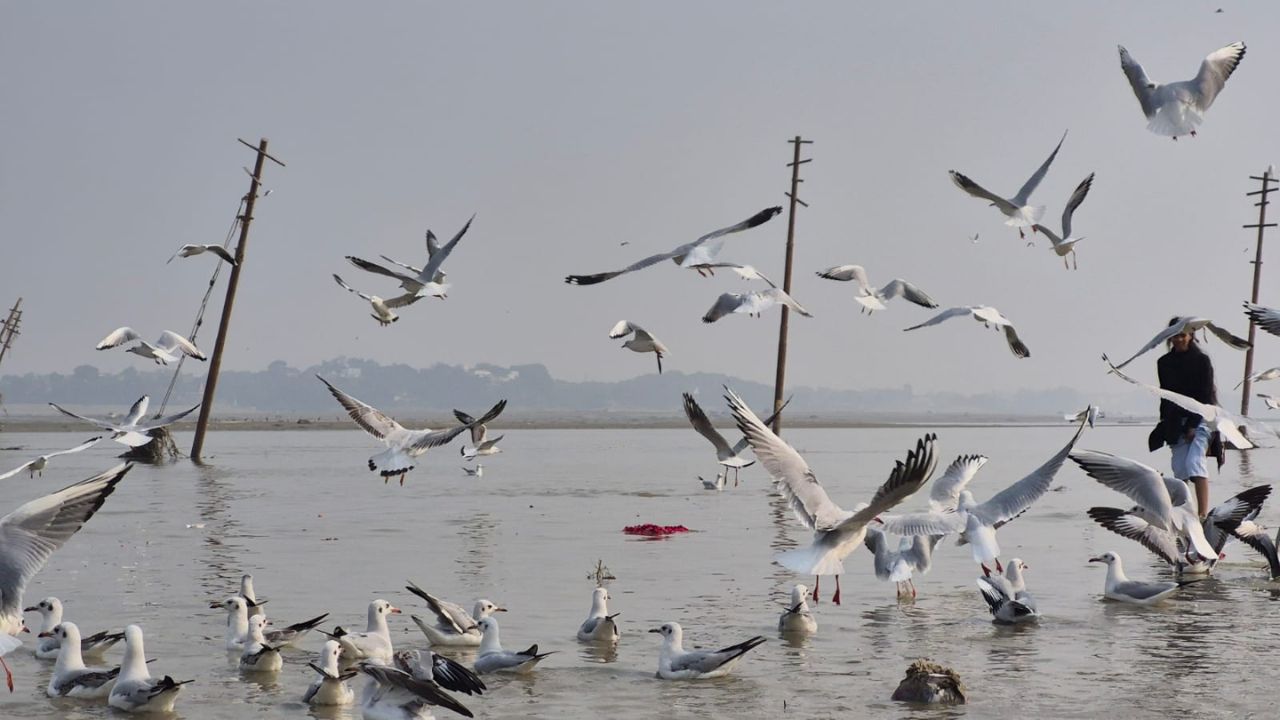 Seagulls Bird At Harnai : हर्णे-पाळंदे समुद्रकिनारी सीगल पक्ष्यांचे आगमन; स्थलांतरित पक्ष्यांच्या हंगामाला सुरुवात
