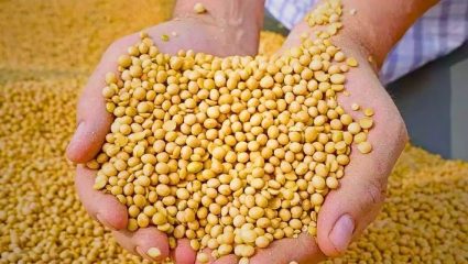 Wardha News : सोयाबीनचा भाव वाढला, पण शेतकऱ्यांच्या हातात पैसाच नाही! वर्ध्यातील बाजारभावामुळे चर्चेला उधाण