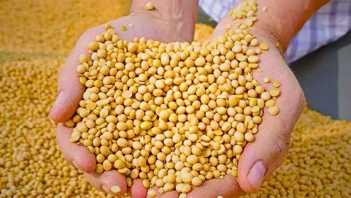 Wardha News : सोयाबीनचा भाव वाढला, पण शेतकऱ्यांच्या हातात पैसाच नाही! वर्ध्यातील बाजारभावामुळे चर्चेला उधाण