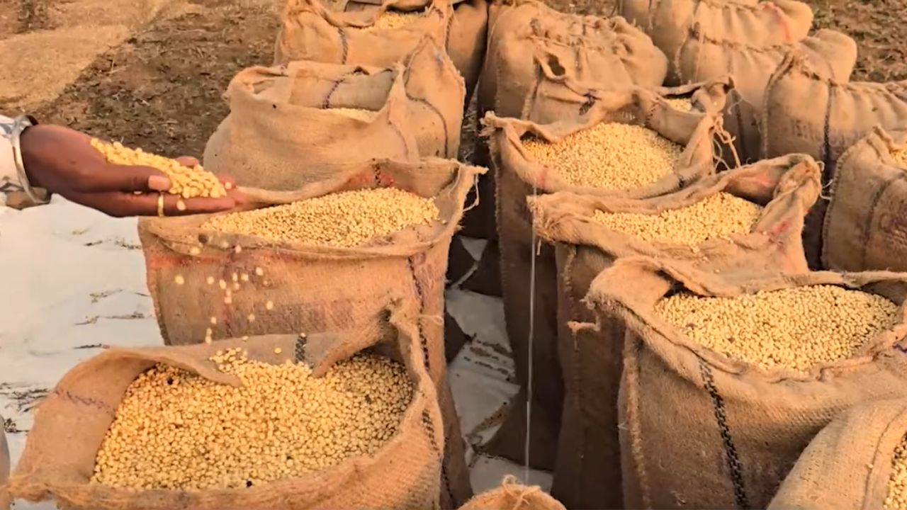 Buldhana Soyabean Loss: बुलढाण्यात पावसाच्या खंडामुळे सोयाबीनचे नुकसान, शेतकरी आर्थिक संकटात