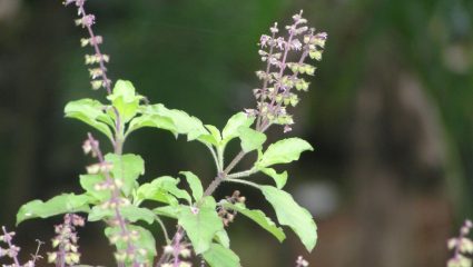 Tulsi: तुळस पवित्र असूनही दुर्गामातेला अर्पण का करत नाहीत? धार्मिक मान्यता काय सांगते?