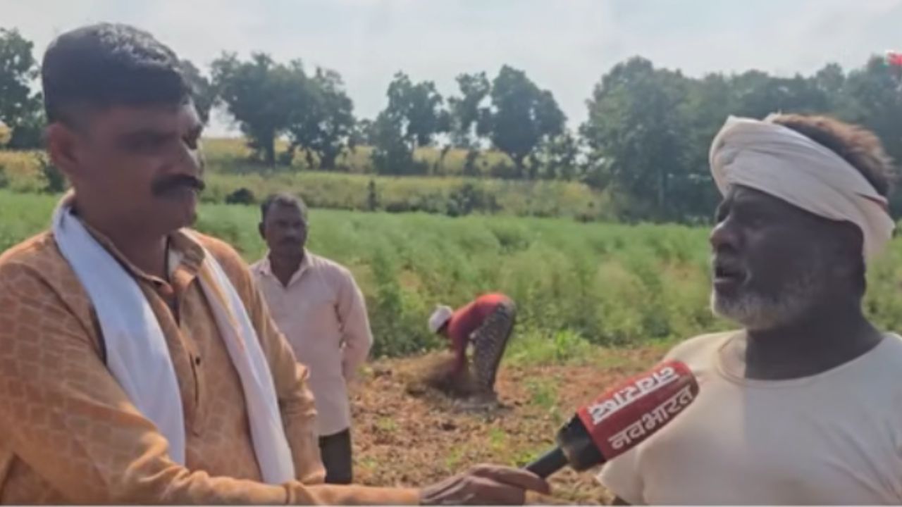 Buldhana News: पावसाने मारली दडी, सोयाबीनचे दाणेच भरले नाहीत! बुलढाण्यातील शेतकऱ्यांवर संकट
