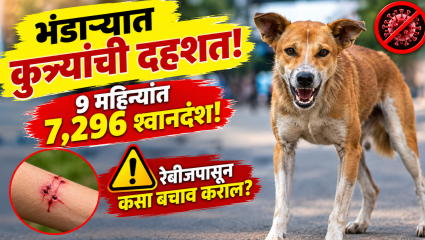 Bhandara News: भंडाऱ्यात ९ महिन्यांत ७,२९६ जणांना चावले कुत्र्यांनी! नागरिकांनी सतर्क राहणे गरजेचे