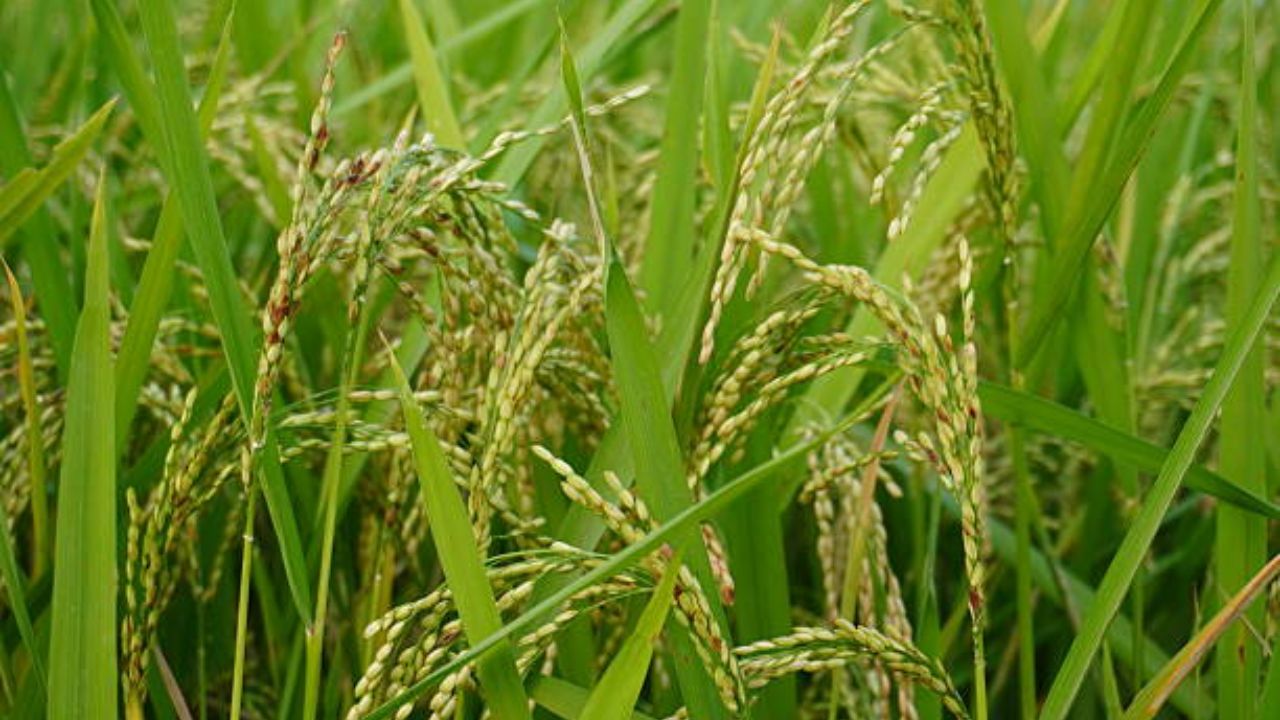 Amravati News: चारा उत्पादनासाठी अनुदान! ४ हजार रुपयांपर्यंत चारा बियाण्यांसाठी तरतूद; बच्चू कडू यांच्या मागणीला यश