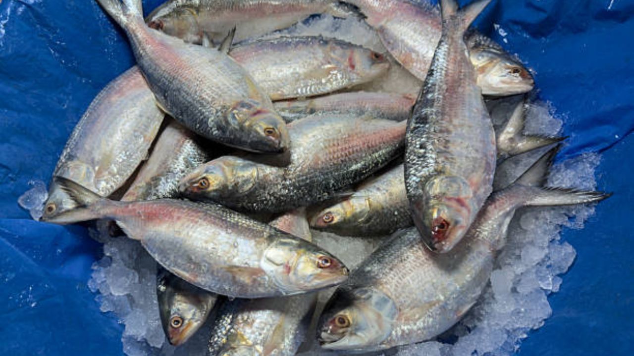 माशांमध्ये प्रोटीन, ओमेगा-३ फॅटी ॲसिड्स, विटामिन सी चांगल्या प्रमाणात असते. त्यामुळे सेलेनियम आणि आयर्न यासारख्या पोषक घटक असलेल्या माशांचे सेवन करावे.