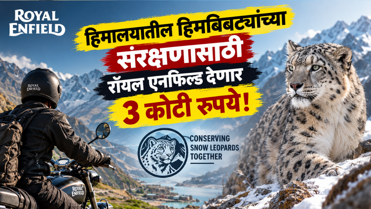 हिमालयातील हिमबिबट्यांच्या संरक्षणासाठी रॉयल एनफिल्ड देणार 3 कोटी रुपये!