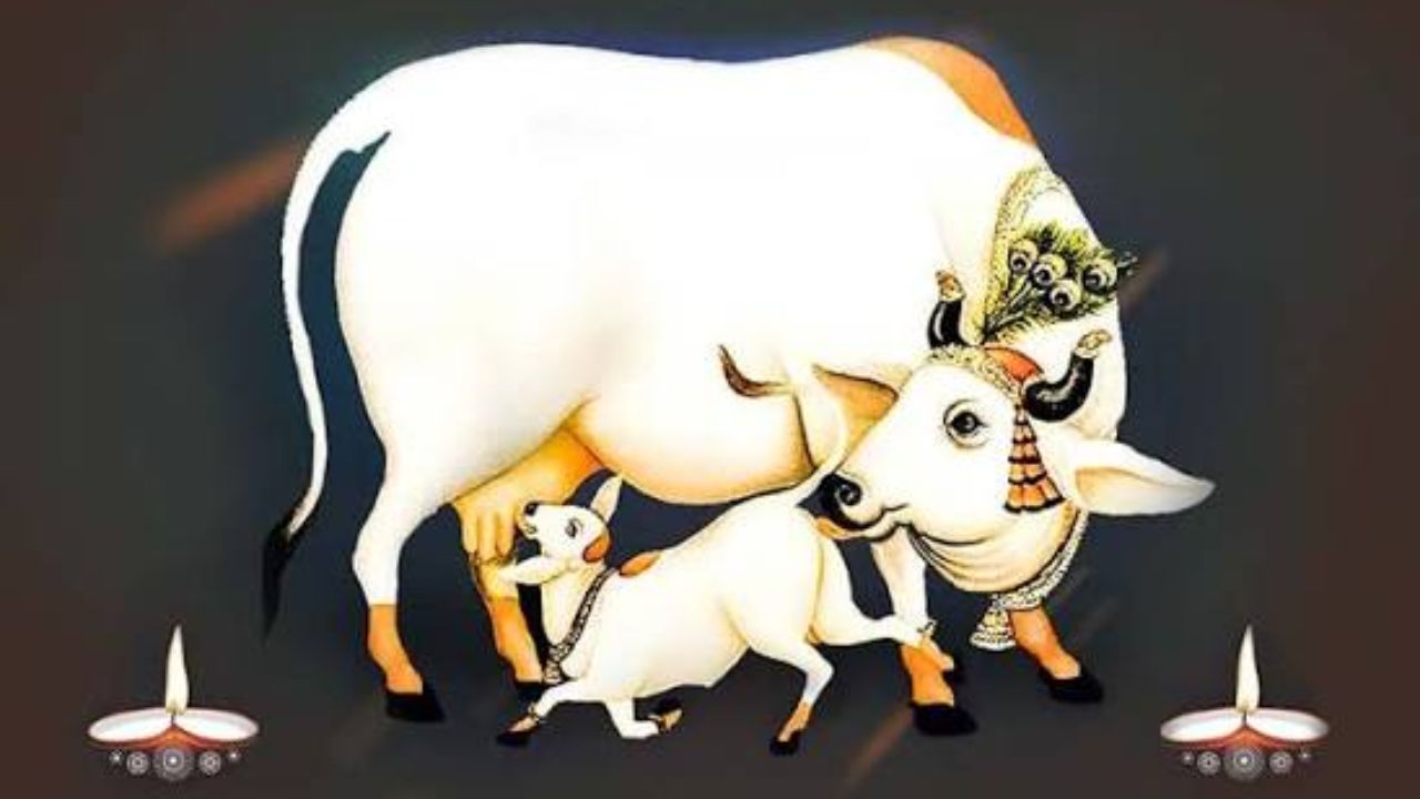Vasubaras 2026: समुद्रमंथनातून कशी प्रकट झाली कामधेनू? जाणून घ्या वसुबारसच्या दोन पौराणिक कथा