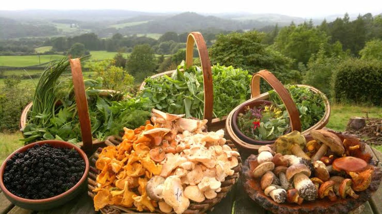 Wild Foods Day : निसर्गाचा अनमोल ठेवा! जाणून घ्या ‘वन्य खाद्य दिना’चे महत्त्व आणि रानभाज्यांचे आरोग्यादायी फायदे