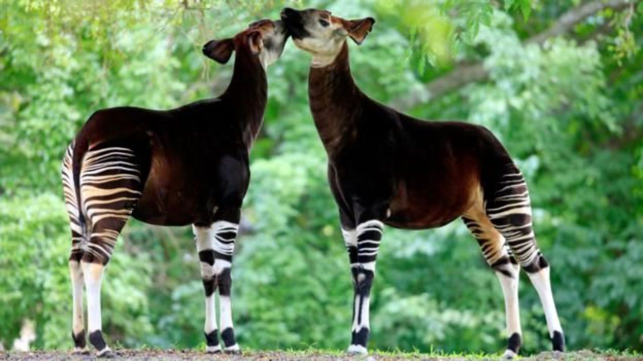 World Okapi Day : काँगोच्या घनदाट जंगलातील ‘वन-जिराफ’ का ठरतोय पृथ्वीवरील सर्वात गूढ प्राणी? जाणून घ्या त्याची रंजक माहिती