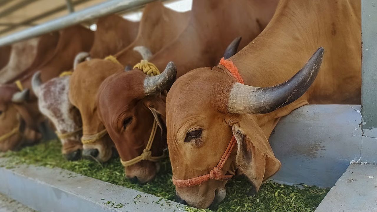 Washim News: सोयाबीन-तूर कुटारावर जिल्हा प्रशासनाचा मोठा निर्णय! अवैध साठेबाजी केल्यास कारवाईचे आदेश