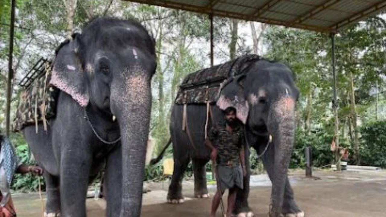 Nagpur News :जंगलातील संघर्षाला मिळणार नवा योद्धा ‘भीमा’ आणि ‘सुब्रमण्यम’ हत्तींची विदर्भात एन्ट्री