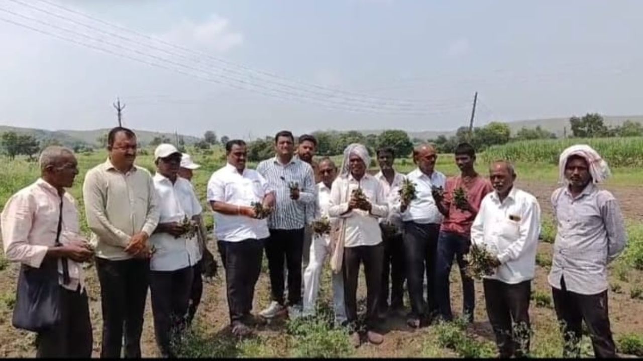 Karad News:कराड उत्तरमध्ये दुष्काळाची पाहणी; काँग्रेसचे बाबुराव पवार शेतकऱ्यांच्या बांधावर