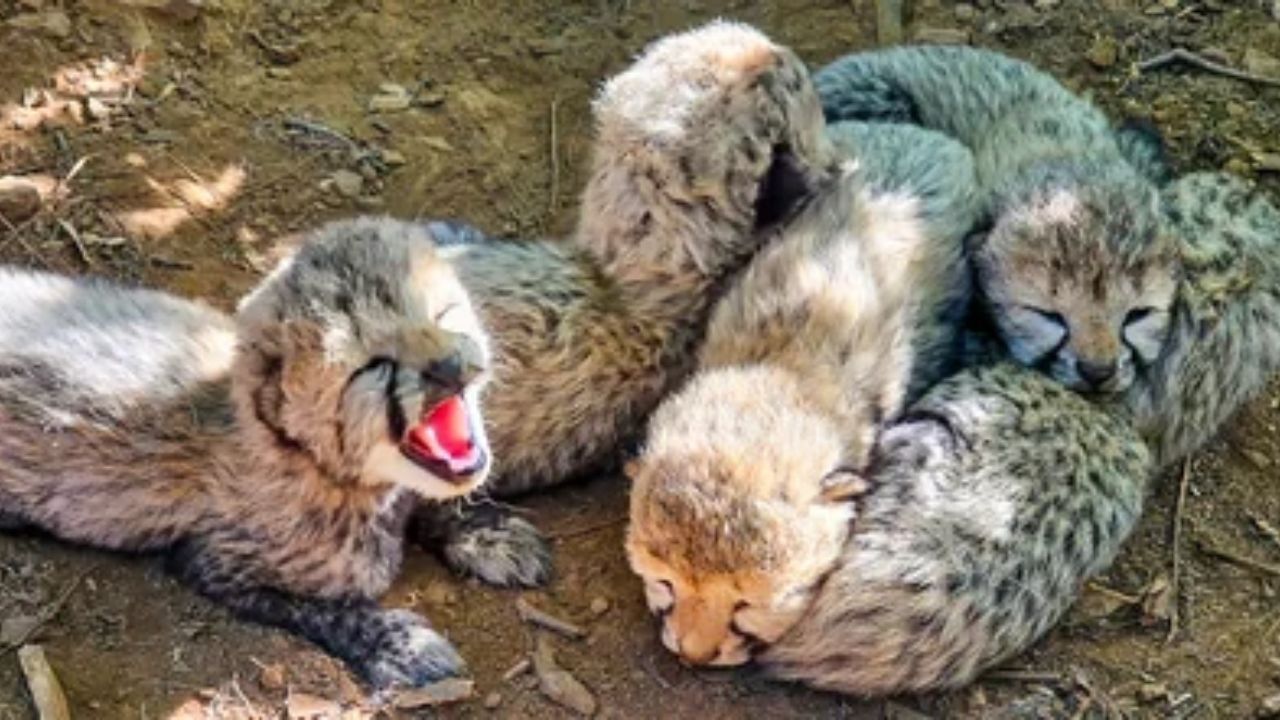 Kuno National Park मधील चित्ताचा गोळीबारात मृत्यू? CBI चौकशीची मागणी
