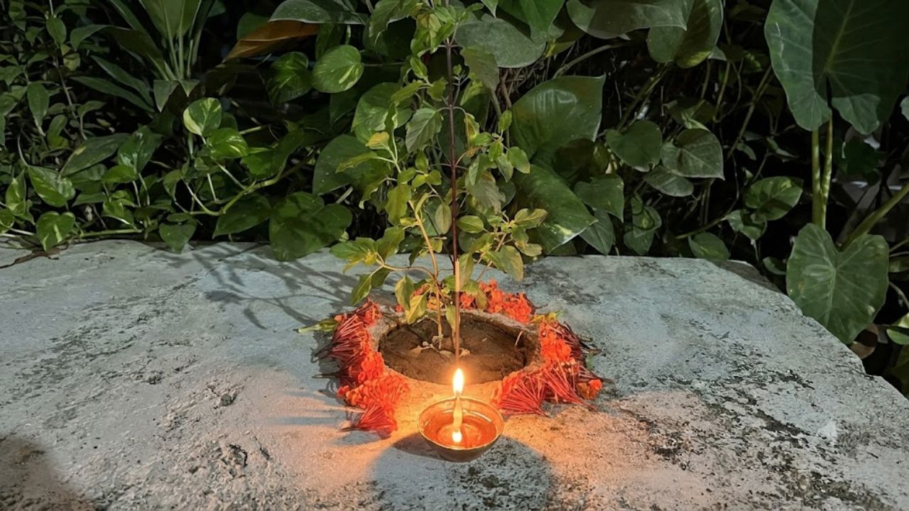 शनिवारी पिंपळाच्या झाडामध्ये भगवान विष्णू आणि माता लक्ष्मीचा वास असतो. तसेच, पिंपळाची पूजा केल्याने शनी देवाचा प्रकोप शांत होतो