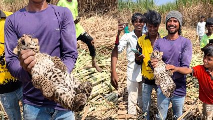 करमाळ्यात बिबट्याची पिल्ले आढळल्याने खळबळ; मादी बिबट्याच्या शोधासाठी वनविभाग सतर्क, गावात भीतीचे वातावरण