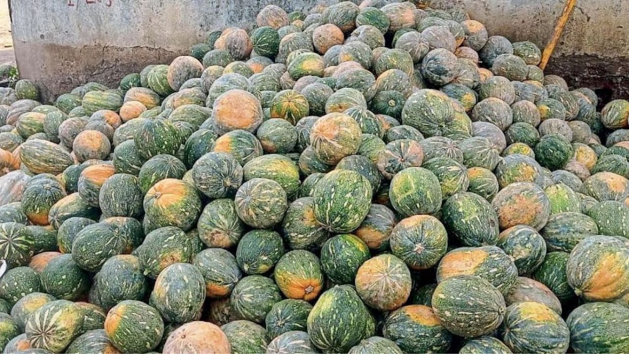 Nashik News : डांगर उत्पादक शेतकरी संकटात! ७० टक्के पीक खराब,किलोला मिळतोय अवघा ४ ते ५ रुपये भाव
