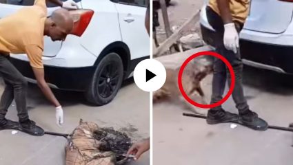 मैत्रीला तोड नाही! आपल्या साथीदाराला वाचवण्यासाठी ‘डॉग कॅचर’वर तुटून पडला श्वान; भावनिक Video Viral