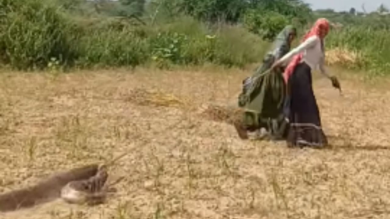 छोरियां छोरों से कम हैं के? तब्बल १० फूटाच्या अजगराला महिलेने फरफटत नेलं गावाबाहेर; VIDEO पाहून यूजर्स म्हणाले, नारी सब पे भारी