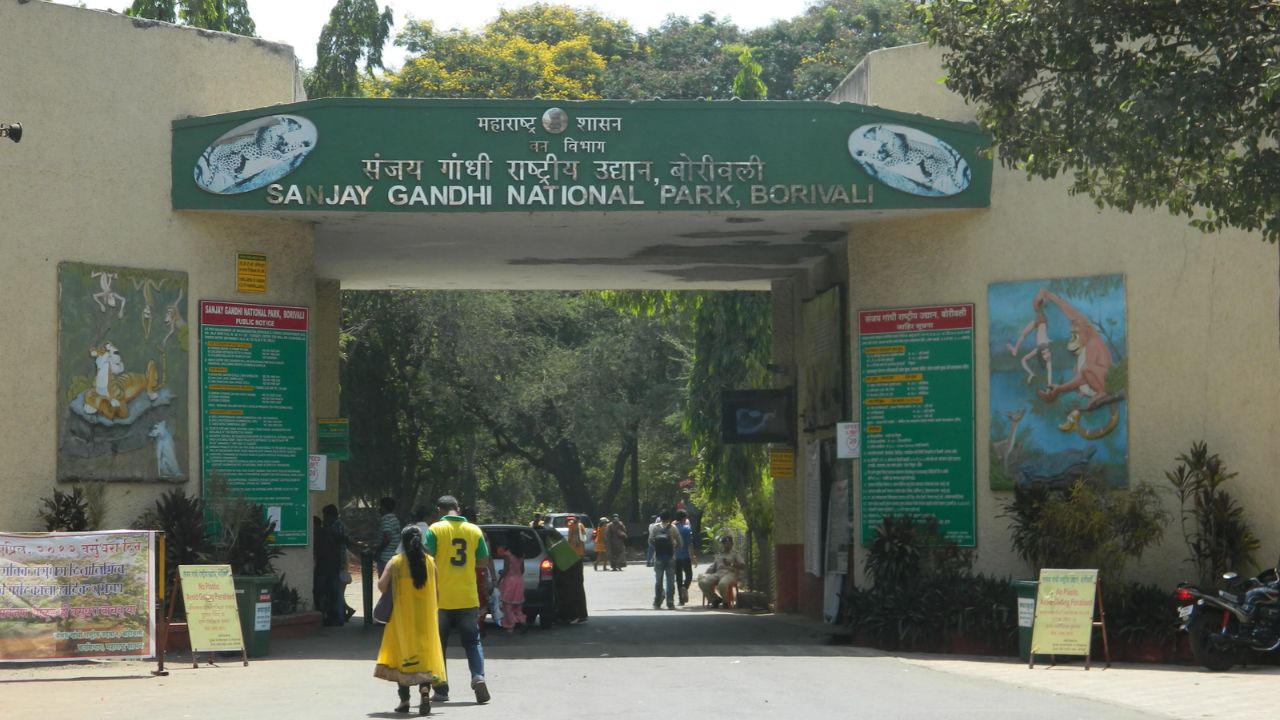 Sanjay Gandhi National Park : रानडुकराच्या शिकारीत गोळीबार, सफाई कर्मचाऱ्याचा मृत्यू लपवण्यासाठी खोटे प्रमाणपत्र