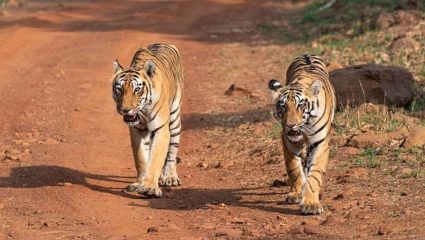 कुणीतरी आले गं! Pune शहरात घुमणार वाघांची डरकाळी; नागपूरवरून आले नवे पाहुणे, मात्र…