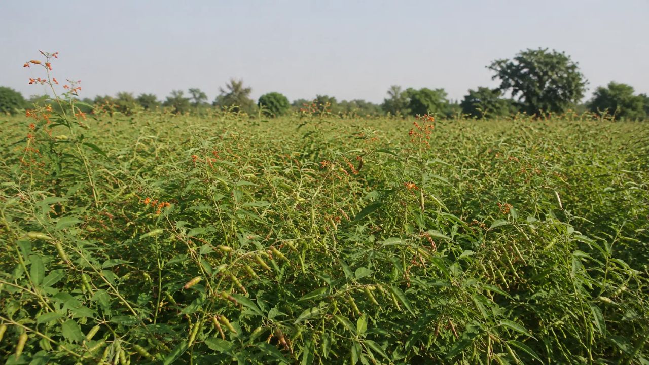 Tur Crop: तुरीवर घाटे अळीचा प्रादुर्भाव; फुलोरा अवस्थेतील पिकाची काळजी घेण्याचे कृषी विभागाचे आवाहन