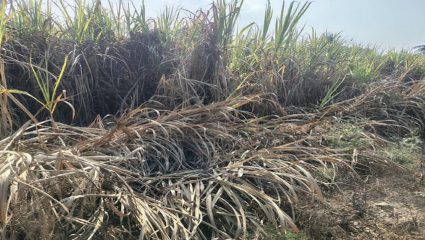 दुष्काळात ऊसाला हुमणीचा विळखा, शेतकऱ्यांची चिंता वाढली; उत्पादनावर मोठा परिणाम होण्याची शक्यता