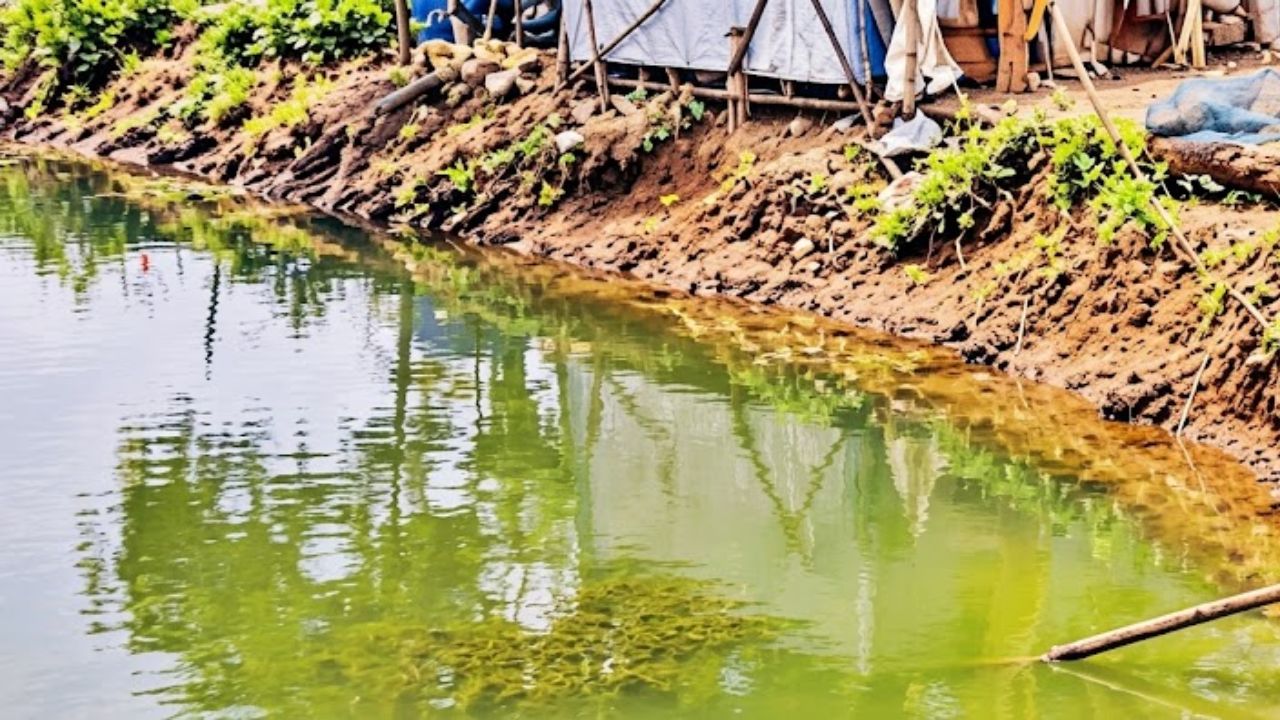 Raigad News: पाताळगंगा नदीकाठच्या तलावांमध्ये कथित बेकायदा मांगूर पालन; परिसरातील नागरिकांची प्रशासनाकडे तक्रार